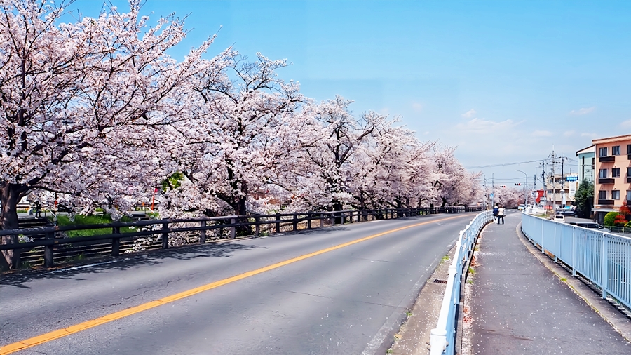 奈良甘樫高等学院・通信制高校サポート校「交通アクセス・沿線施設」築山交差点を南へ約2分・高田橋交差点・約500m・桜花爛漫の桜並木『高田千本桜』高田川沿い・奈良県道132号線