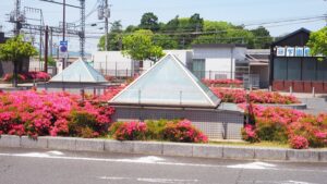 香芝市総合体育館・近鉄下田駅前「つつじ」満開2024