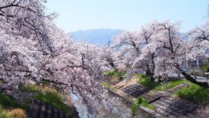 奈良県大和高田市・高田千本桜（葛城山・金剛山）2016-009