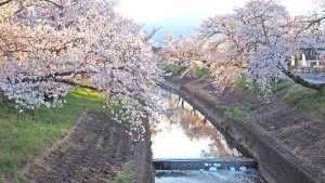 高田川・高田千本桜満開2017-11